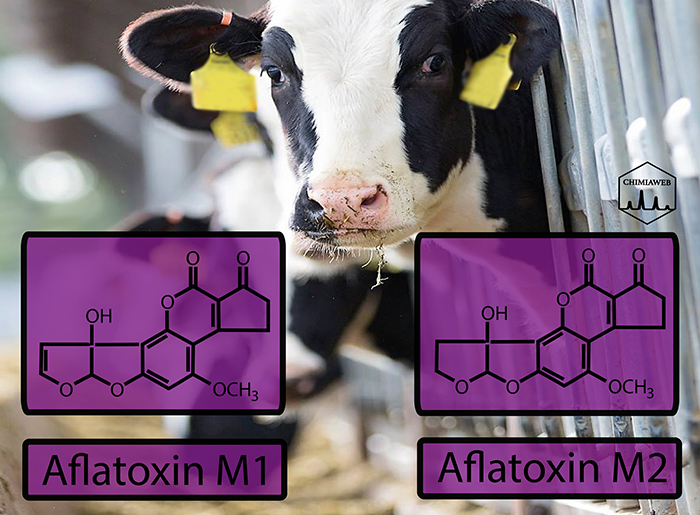 Aflatoxins: Poisonous and Carcinogen Compounds (Part 4)