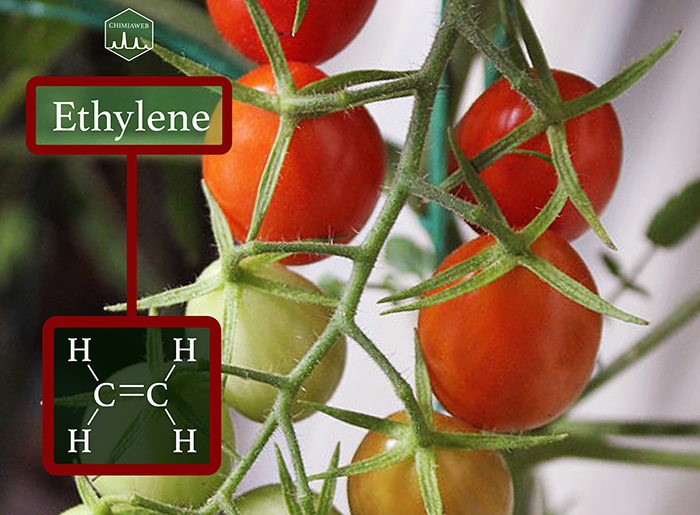 What Is the Role of Ethylene in Fruit Ripening?