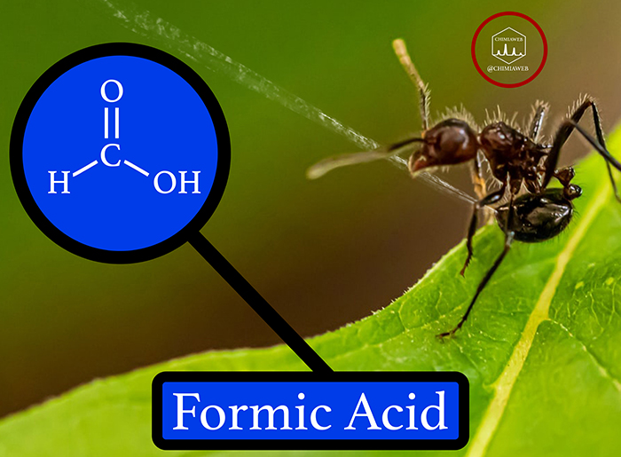 Which Acid Is Released by Ants?