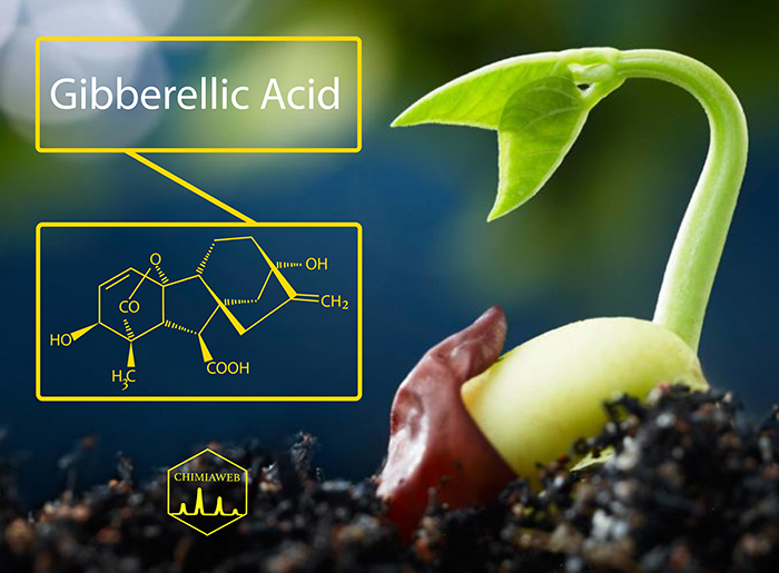 What Do Gibberellic Acids Do in Plants?